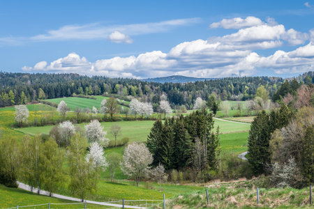 View of the Lusen mountain in the Bavarian Forest, Germanyの写真素材
