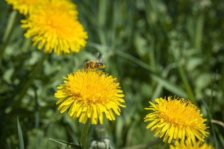 A bee collects pollen on a yellow dandelion flower, Germany