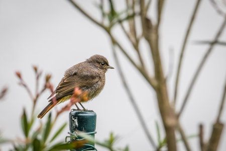 A black redstart â Phoenicurus ochruros â in the garden, Germanyの写真素材