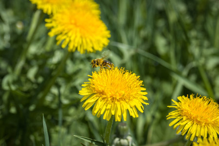 A bee collects pollen for honey on a yellow dandelion flower