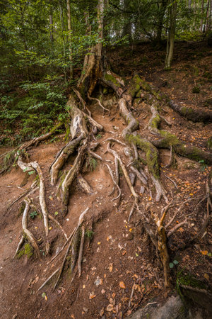 Roots of a tree exposed and lying open on an embankment, Germanyの写真素材