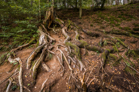 Roots of a tree exposed and lying open on an embankment, Germany
