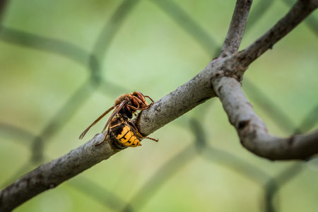 A hornet nibbles and eats the bark of a branch of a lilac tree, Germanyの写真素材