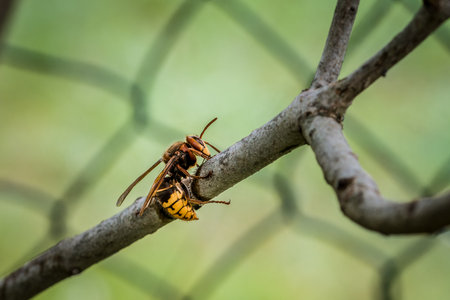 A hornet nibbles and eats the bark of a branch of a lilac tree, Germanyの写真素材