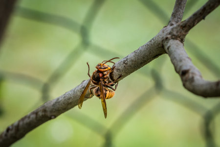 A hornet nibbles and eats the bark of a branch of a lilac tree, Germanyの写真素材