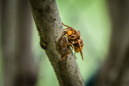 A hornet nibbles and eats the bark of a branch of a lilac tree, Germanyの写真素材