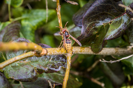 A hornet nibbles and eats the bark of a branch of a lilac tree