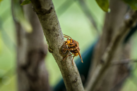 A hornet nibbles and eats the bark of a branch of a lilac tree, Germany