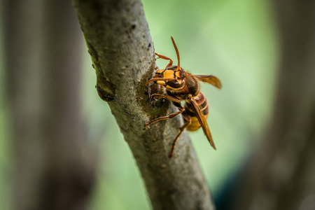 A hornet nibbles and eats the bark of a branch of a lilac tree, Germanyの写真素材