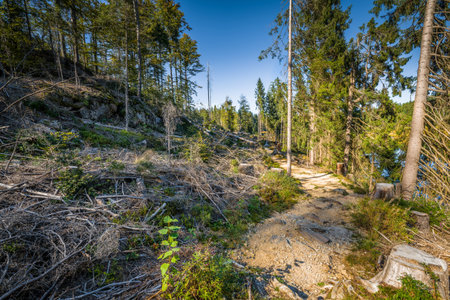 Circular hiking trail around Lake Kleiner Arber in autumn, Bavaria, Germany