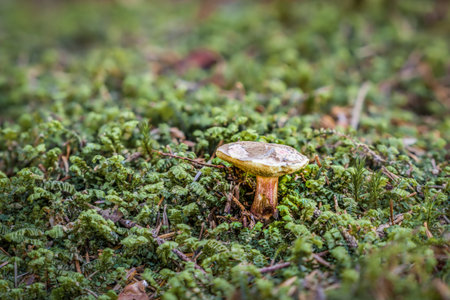 Close-up of mushrooms in the forest on mossy ground in autumn in Bavaria, Germanyの写真素材