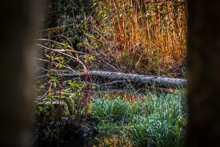 Photograph of a wild pond in the forest at sunrise with golden-lit shore plants in autumn in...