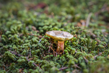 Close-up of mushrooms in the forest on mossy ground in autumn in Bavaria, Germanyの写真素材