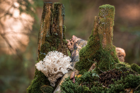 Close-up of mushrooms in the forest on mossy ground in autumn in Bavaria, Germany