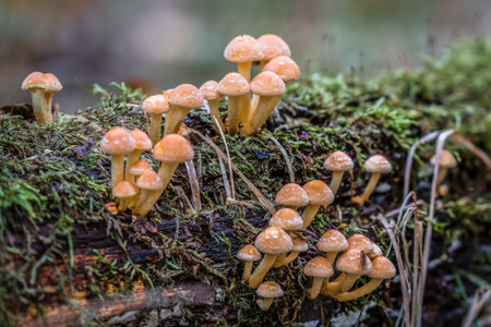 Close-up of mushrooms in the forest on a rotten tree branch in autumn in Bavaria, Germanyの写真素材