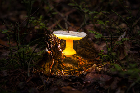 Art and artistic interpretation of a glowing mushroom at night in the forest on mossy ground in autumn in Bavaria, Germanyの写真素材