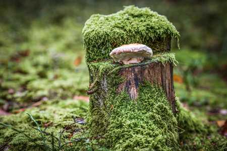 Close-up of mushrooms in the forest on a rotten tree branch in autumn in Bavaria, Germanyの写真素材