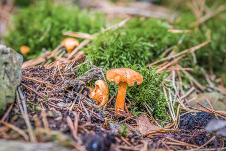Close-up of mushrooms in the forest on mossy ground in autumn in Bavaria, Germany