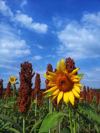 sunflower in the sorghum field with blue skyの写真素材