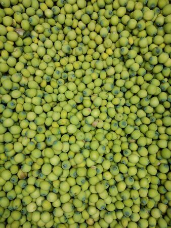 Fresh lotus seeds that are full of greens.の写真素材