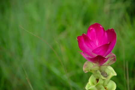 Krachiew flower green grass blur background, Sai Thong National Park, Chaiyaphum, Thailandの写真素材