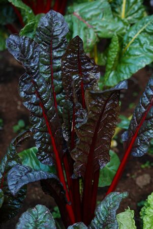 Swiss chard in the garden.