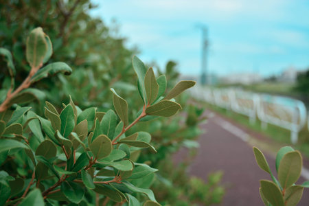 Green leaf and blur background with sidewalk