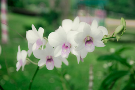 Soft tone of beautiful orchid with green background and soft blur in the big gardenの写真素材