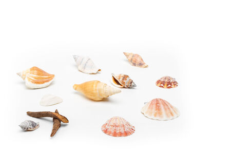 shells
