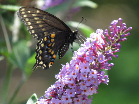 Black swallowtailの写真素材