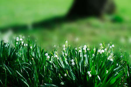 Lilyofthevalley Spring flowers backgroundの写真素材