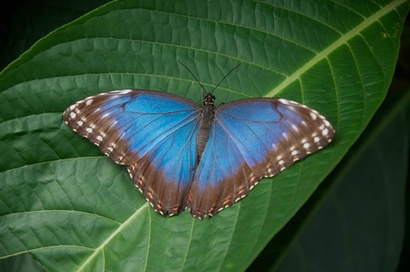 Butterfly house Stratford upon Avon の素材