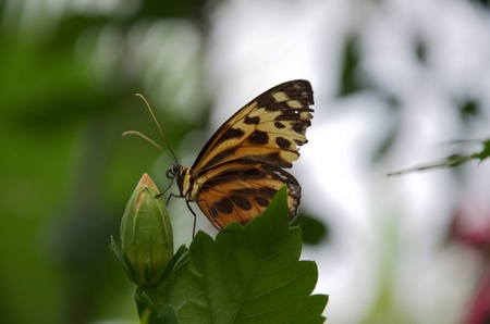 Butterfly on leaf Stratford upon Avon England 