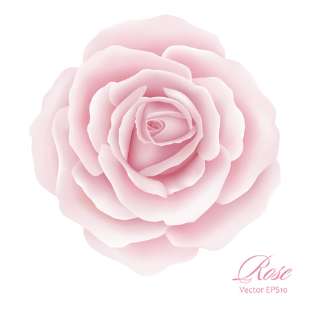 White background with a Pink Rose Flower. Vector illustrationのイラスト素材