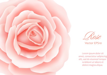 Pink Rose Flower isolated on white background. Vector illustrationのイラスト素材