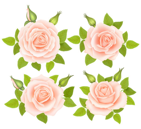 Set of Roses Flowers. Vector illustrationのイラスト素材