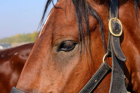 Close up on a chestnut horse eye