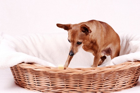 Attentive miniature pinscher and the cheeseの写真素材