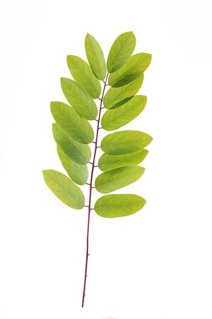 Acacia leafs on white backgroundの写真素材
