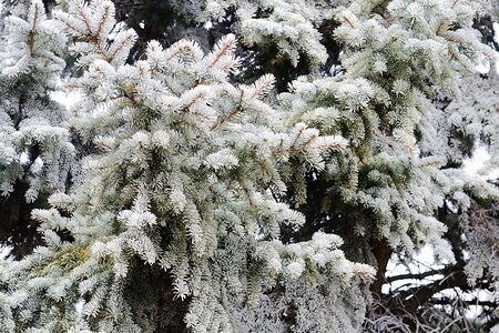 Branch of pine tree with rimeの写真素材