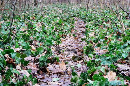 Green ivy foliage on forest groundの写真素材