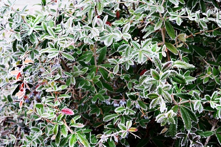 Berberis julianae bush with rimeの写真素材