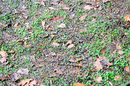 Juniper berry between the leaves on the groundの写真素材