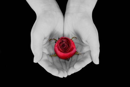 Hand holding a red rose in black and whiteの写真素材