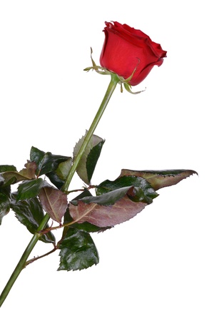 Red rose isolated on white backgroundの写真素材