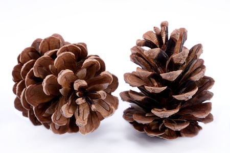 Pine cones isolated on white backgroundの写真素材