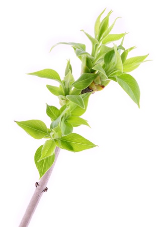 Lilac leaves bud isolated on white background の写真素材