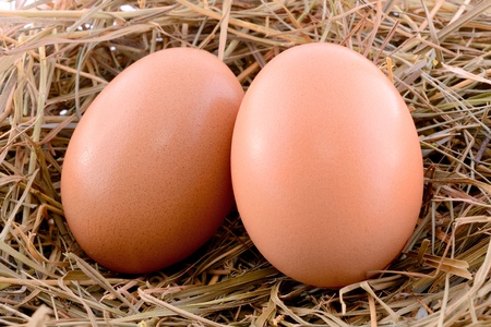 Chicken eggs in hay nestの写真素材