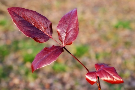 Red leaf isolated on blured background