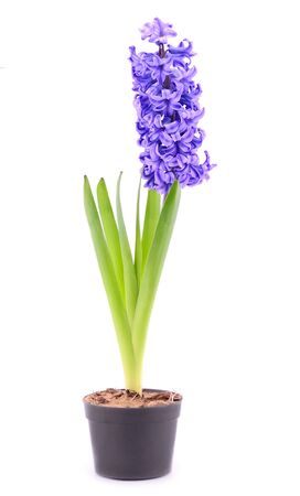 Blue hyacinth in a flowerpot isolated on white の写真素材
